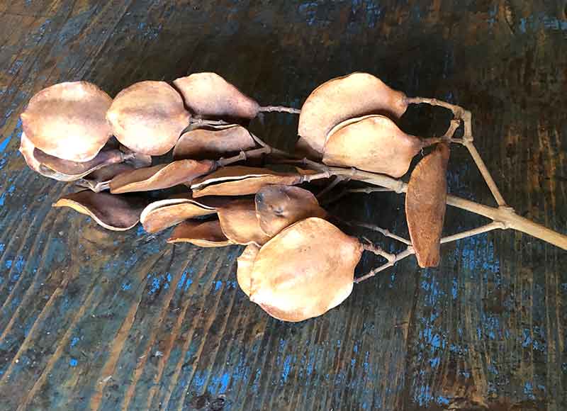 Jacaranda seed pods